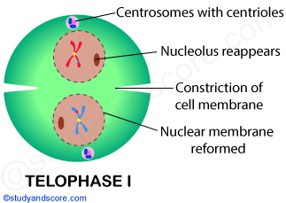 telophase, mitosis, mitotic cell division, meiosis 1